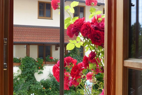 Blick aus den Fenstern zu den Rosen