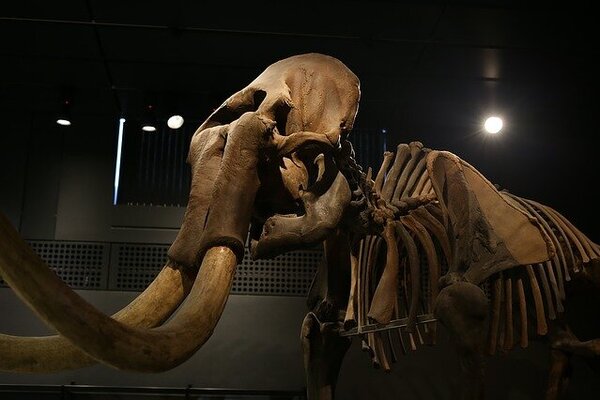 Mammut Museum Siegsdorf